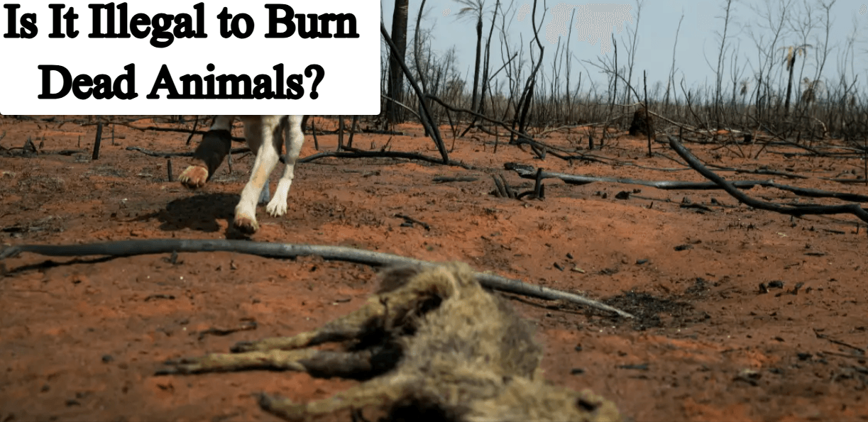 Is It Illegal to Burn Dead Animals? Complete Guide