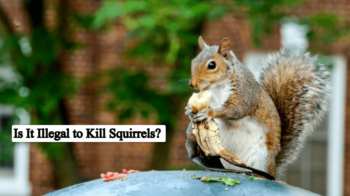 Is It Illegal to Kill Squirrels? Complete Guide
