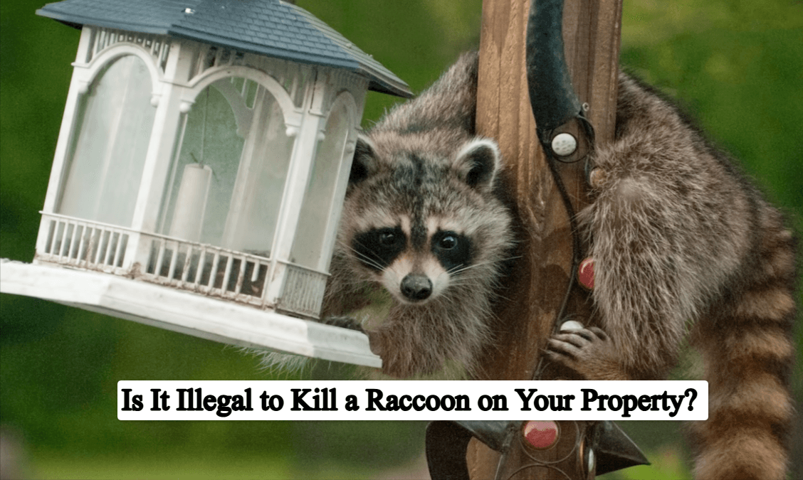 Is It Illegal to Kill a Raccoon on Your Property? Complete Guide